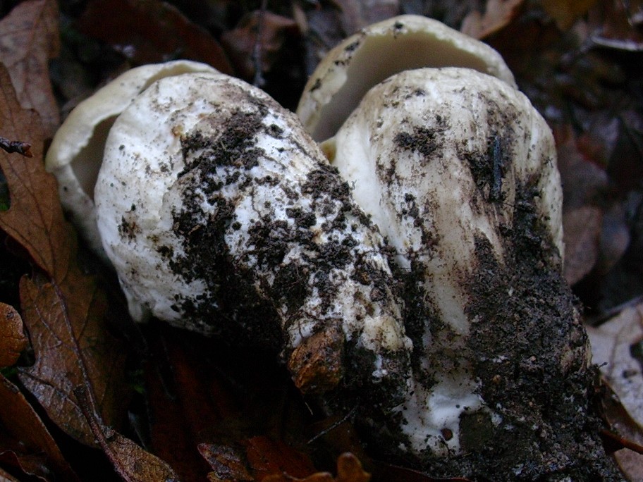 479 Ottobre vecchio ritrovamento